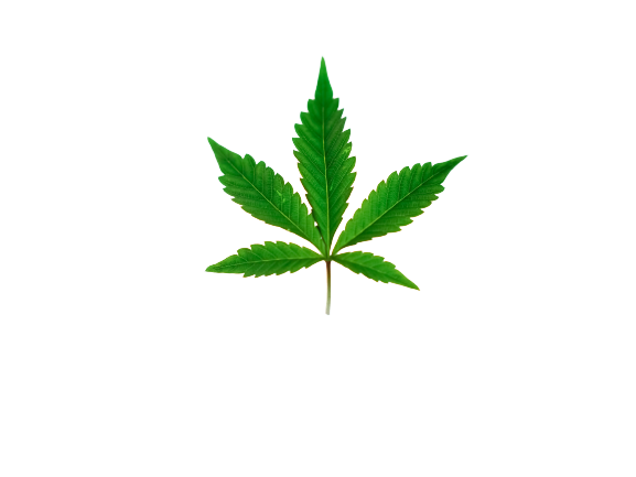 Brandenburg Cannabis-Social-Club Logo