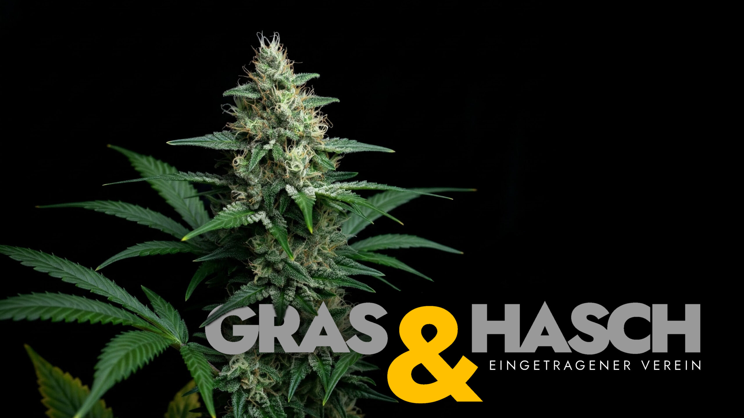 Gras & Hasch Verein Lüneburg: Anmeldung Logo