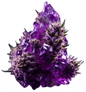 Purplez – Cannabis Social Club – CSC Stuttgart Logo